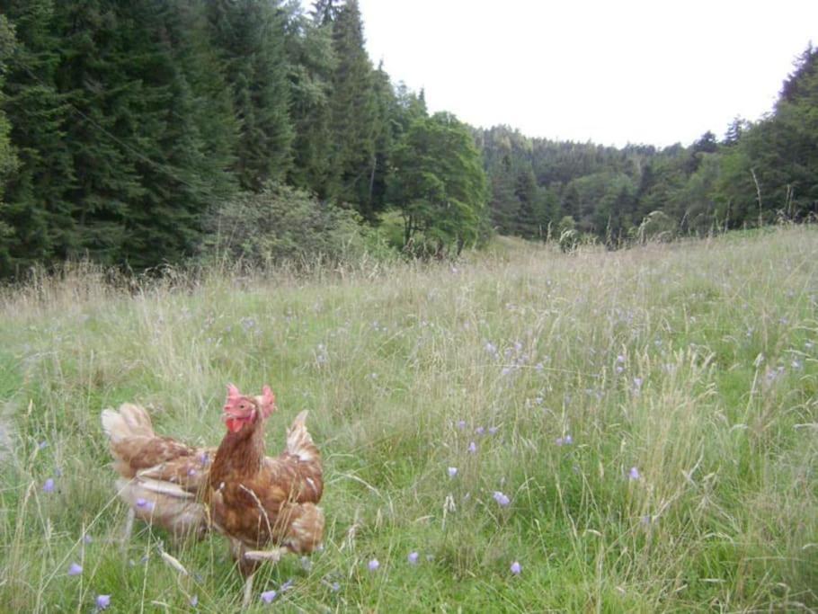 Gite Gretel De La Ferme Du Schneeberg ワンジャンブール エクステリア 写真